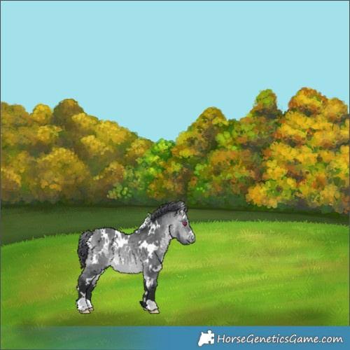 Horse Color:White Spotted Bay Chinchilla 