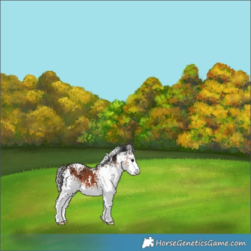 Horse Color:White Spotted Bay 