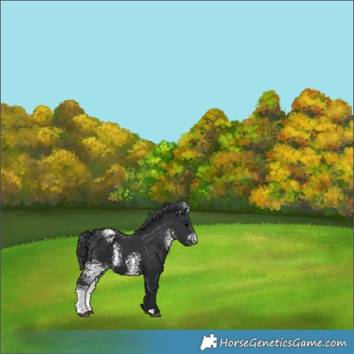 Horse Color:White Spotted Black 