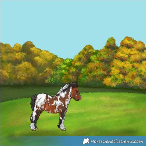 Horse Color:White Spotted Brown Appaloosa 