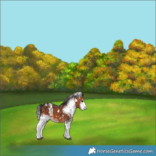 Horse Color:White Spotted Bay 