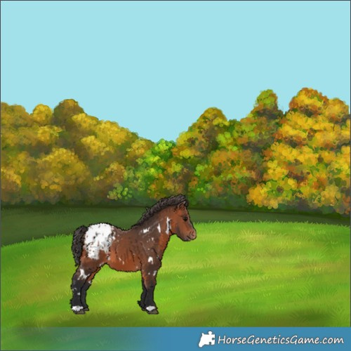 Horse Color:White Spotted Bay Appaloosa 