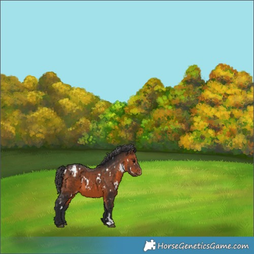 Horse Color:White Spotted Brown Varnish 