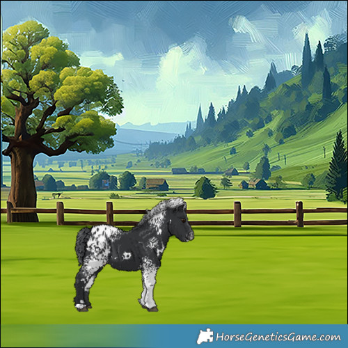 Horse Color:White Spotted Black Chinchilla Appaloosa 