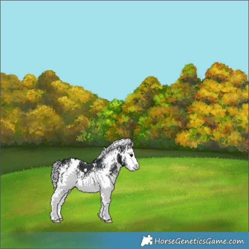 Horse Color:White Spotted Black Chinchilla 