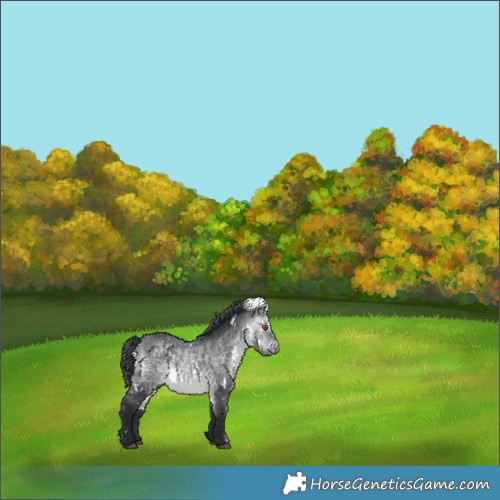 Horse Color:White Spotted Bay Chinchilla 