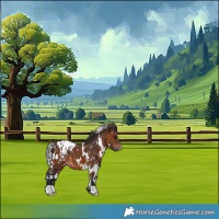 Horse Color:White Spotted Brown Appaloosa 