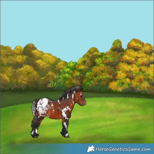 Horse Color:White Spotted Brown Blanket 