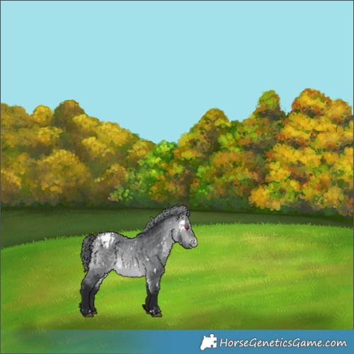 Horse Color:White Spotted Bay Chinchilla Blanket 