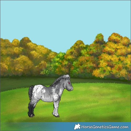 Horse Color:White Spotted Brown Chinchilla Appaloosa 