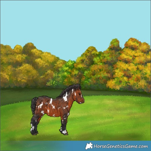 Horse Color:White Spotted Brown 