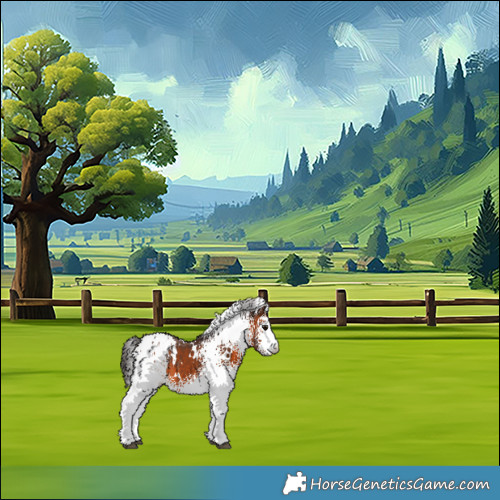 Horse Color:White Spotted Brown Appaloosa 