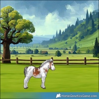 Horse Color:White Spotted Brown Appaloosa 