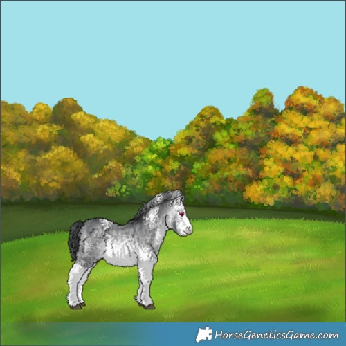 Horse Color:White Spotted Bay Chinchilla 