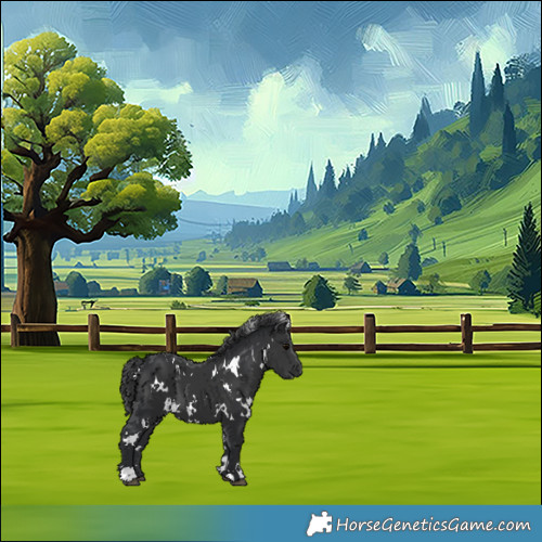 Horse Color:White Spotted Black 