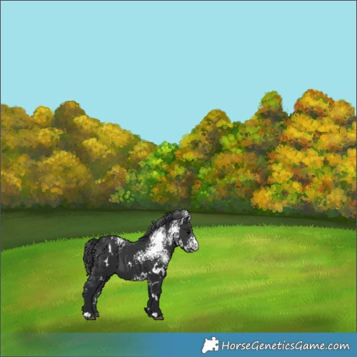 Horse Color:White Spotted Black 