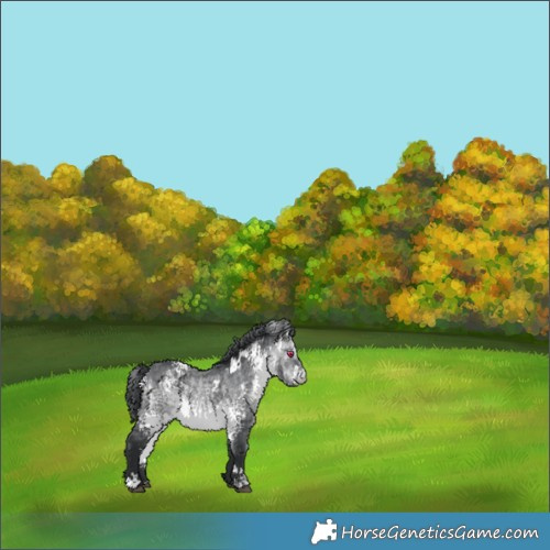 Horse Color:White Spotted Brown Chinchilla 