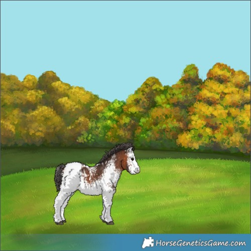 Horse Color:White Spotted Bay Appaloosa 