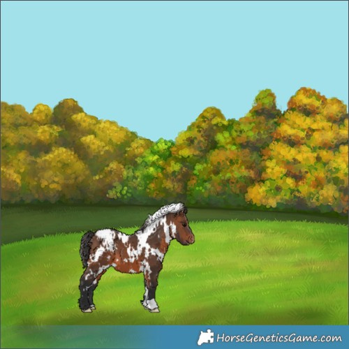 Horse Color:White Spotted Brown Blanket 
