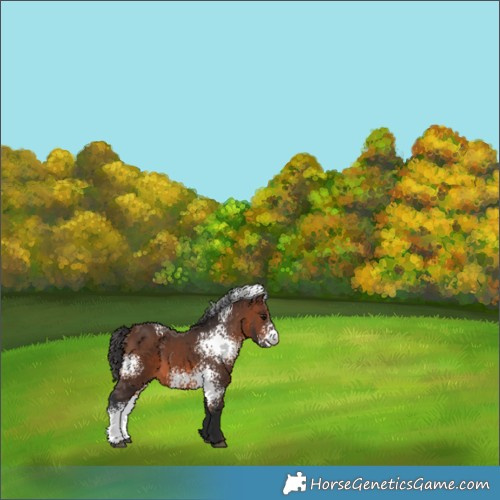 Horse Color:White Spotted Brown 