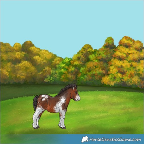 Horse Color:White Spotted Bay Blanket 