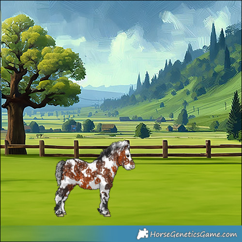 Horse Color:White Spotted Brown Splash 