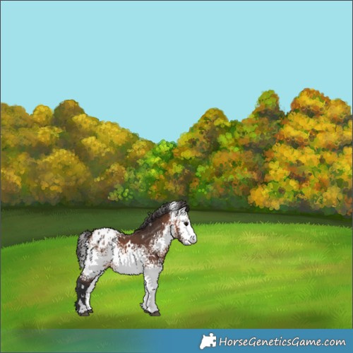 Horse Color:White Spotted Bay Appaloosa 