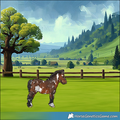 Horse Color:White Spotted Brown 