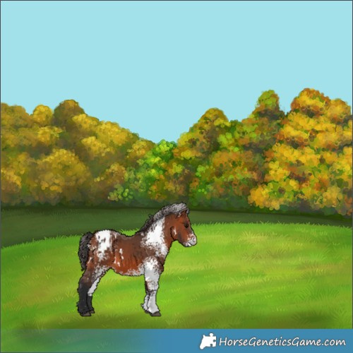 Horse Color:White Spotted Bay Appaloosa 