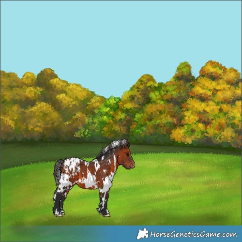 Horse Color:White Spotted Brown Appaloosa 