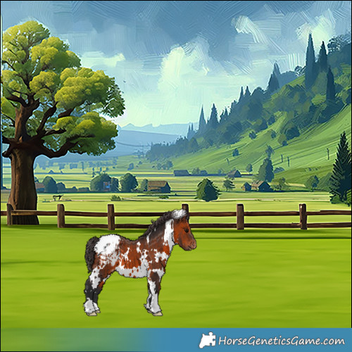 Horse Color:White Spotted Brown Appaloosa 