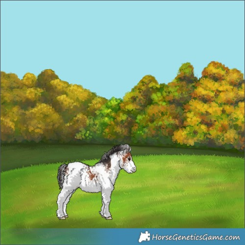 Horse Color:White Spotted Brown Appaloosa 