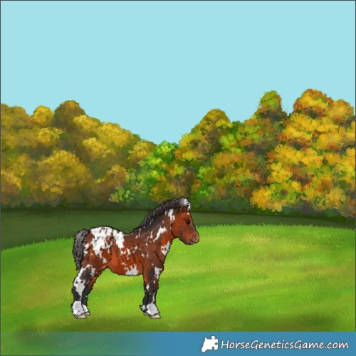 Horse Color:White Spotted Bay Appaloosa 