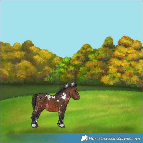 Horse Color:White Spotted Brown 