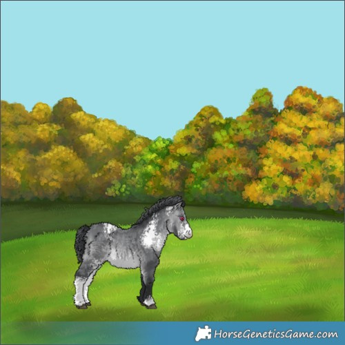 Horse Color:White Spotted Brown Chinchilla 