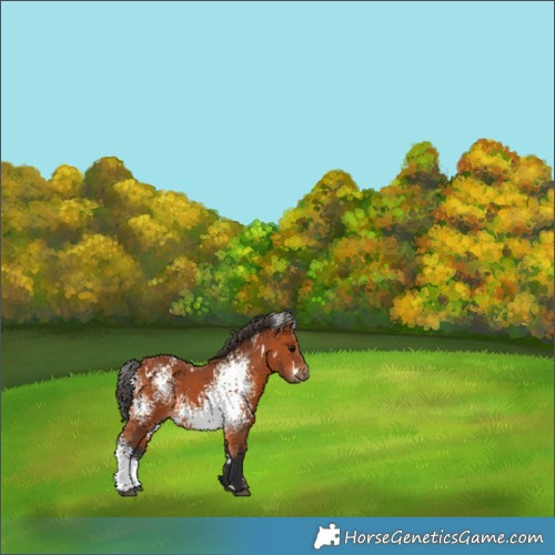 Horse Color:White Spotted Bay 