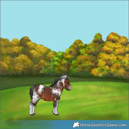 Horse Color:White Spotted Brown 