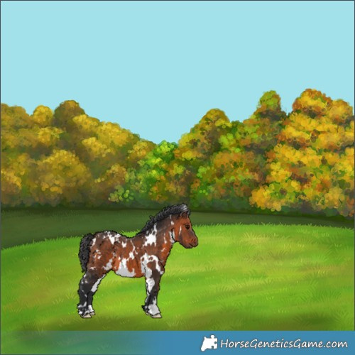 Horse Color:White Spotted Brown 
