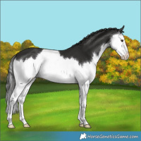 Horse Color:Liver Chestnut Splash 