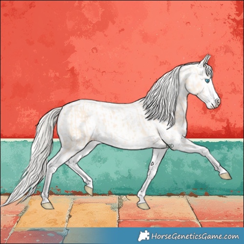 Horse Color:Cremello Splash  and Cremello Splash Appaloosa 