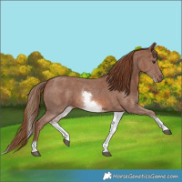Horse Color:White Spotted Chestnut Sabino
