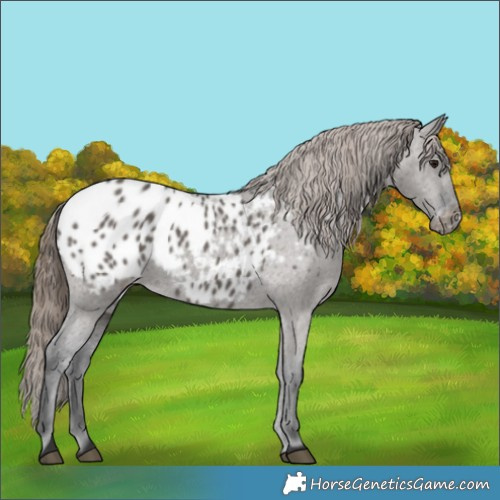 Horse Color:Grullo Appaloosa
