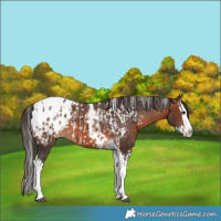 Horse Color:Brown Splash Tobiano Appaloosa  and Brown Splash Tobiano Appaloosa 