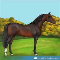 Horse Color:Bay 