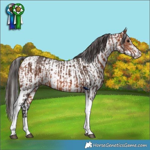 Horse Color:Bay Tobiano Rabicano  and White Spotted Bay 