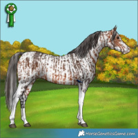 Horse Color:Bay Tobiano Rabicano  and White Spotted Bay 