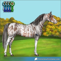 Horse Color:Bay Tobiano Rabicano  and White Spotted Bay 