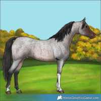 Horse Color:Brown Roan Tobiano 