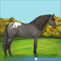 Horse Color:Grullo Appaloosa 