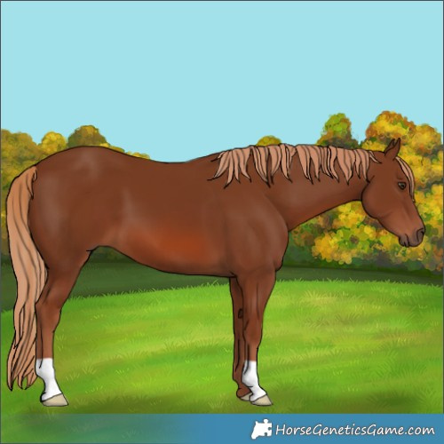 Horse Color:Chestnut 